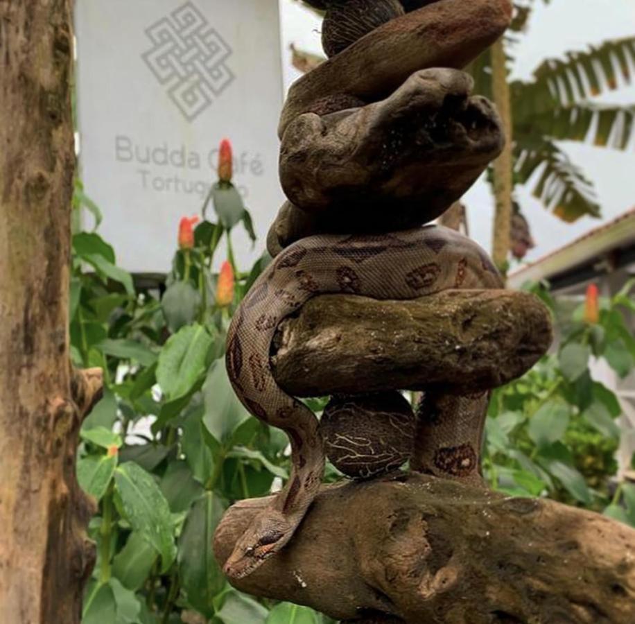 Budda Home Tortuguero Dış mekan fotoğraf